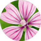 DERMO-SOOTHING SWISS MALLOW FLOWER